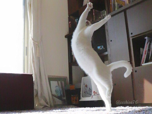El gato que baila ballet