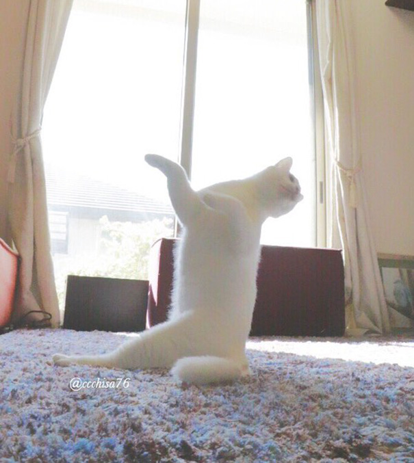 El gato que baila ballet