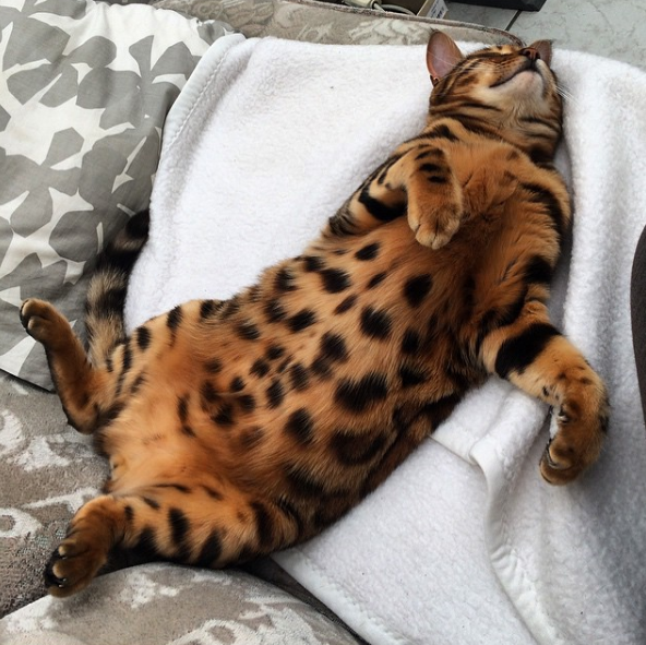 Gato bengala
