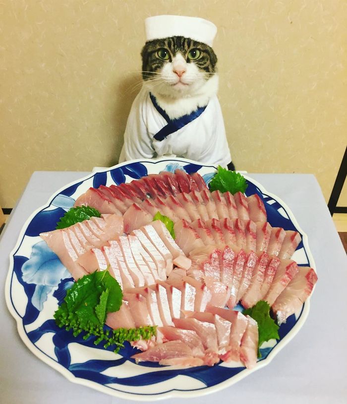 Maro, el gato chef