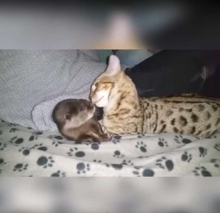 Gato y nutria se hacen amigos