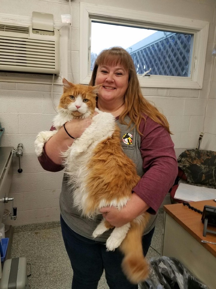 Edgar, el gato gigante abandonado 