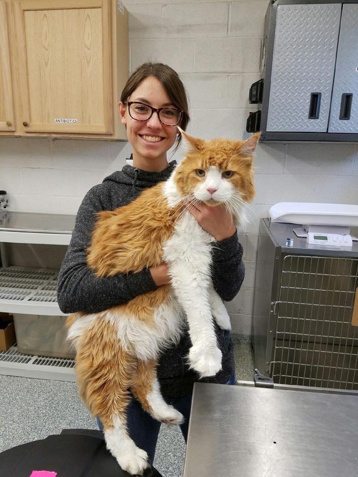 Edgar, el gato gigante abandonado 