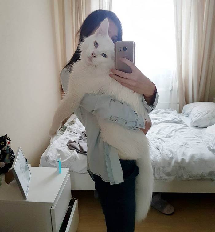 Gato gigante cariñoso 