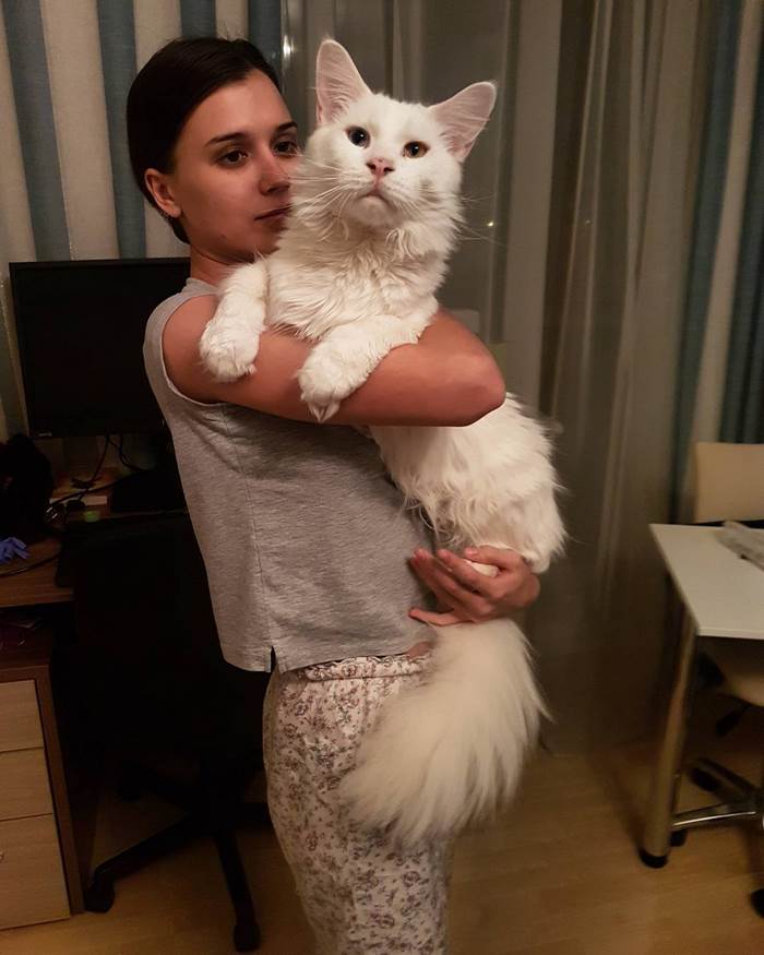 Gato gigante cariñoso 