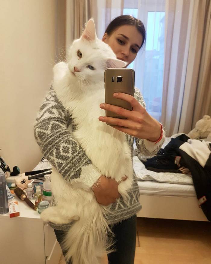 Gato gigante cariñoso 