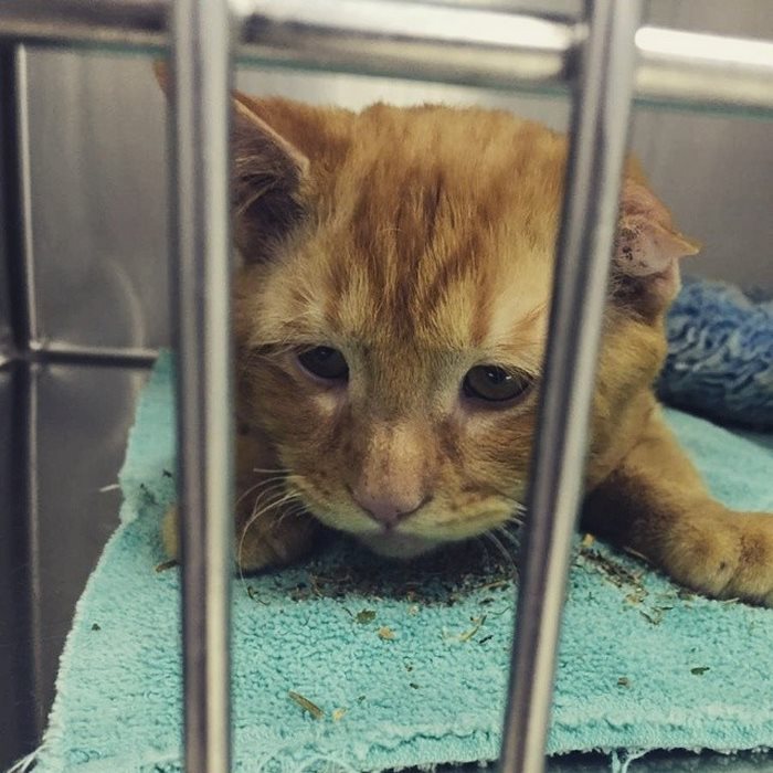 El 'gato más triste del mundo' antes y después de ser adoptado 