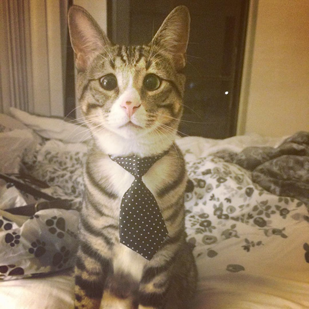 Gato preocupado