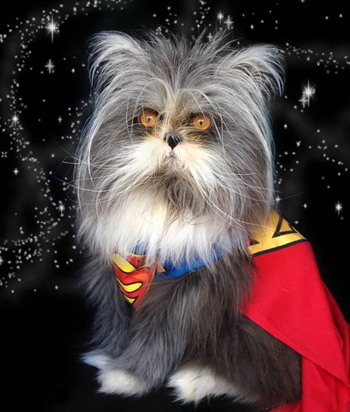 Atchoum, el gato que parece un perro 