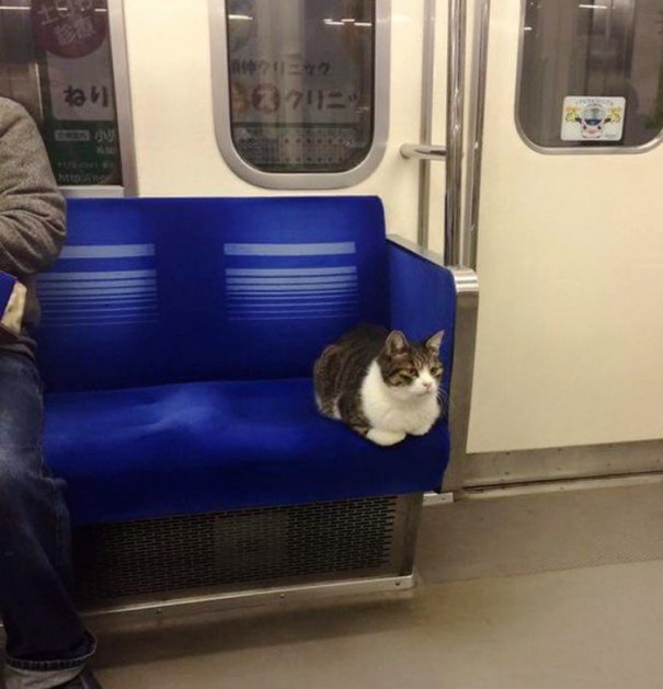 El gato que viaja en metro 