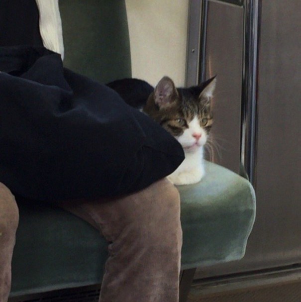 El gato que viaja en metro 