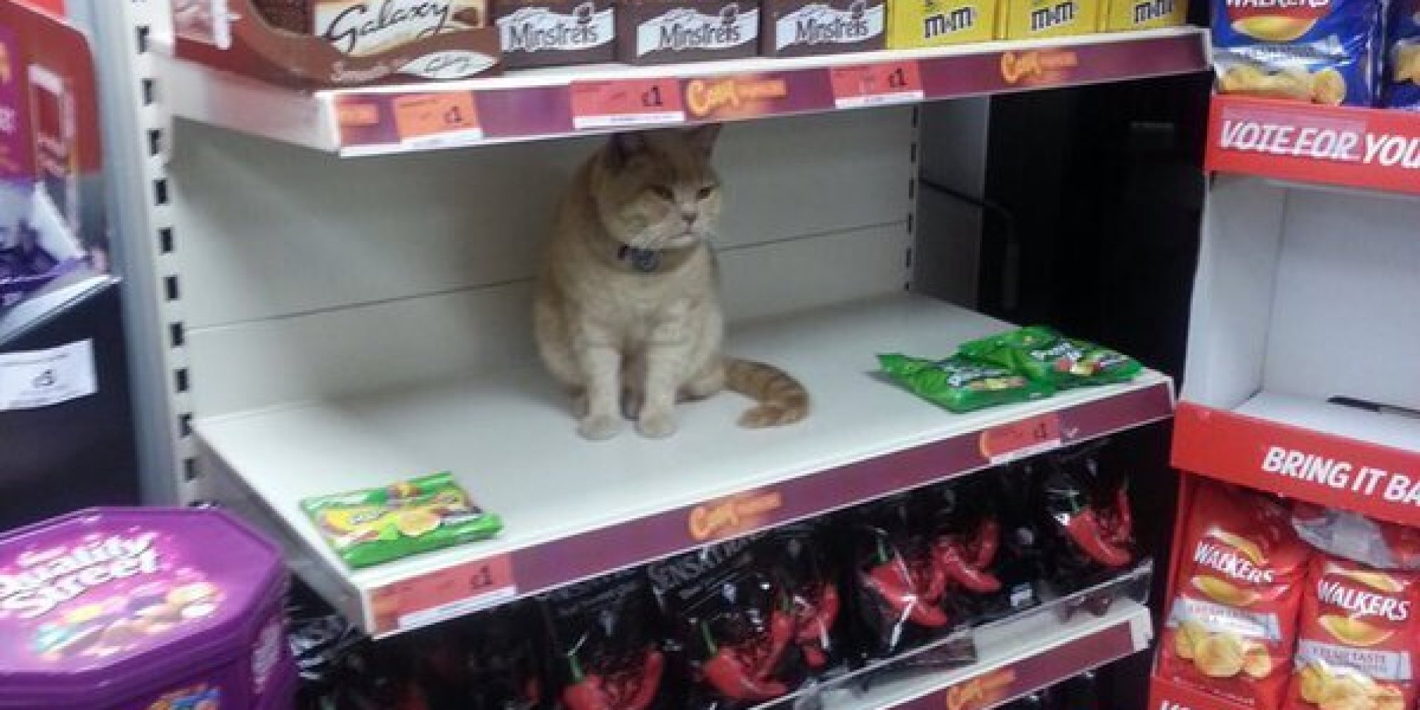 El gato del supermercado