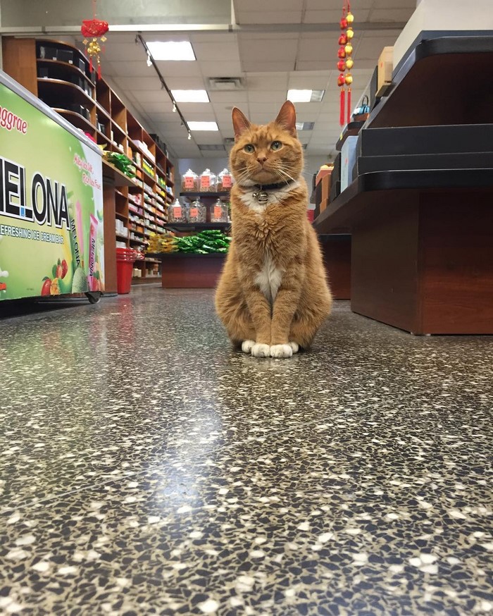 El gato que trabaja en un tienda
