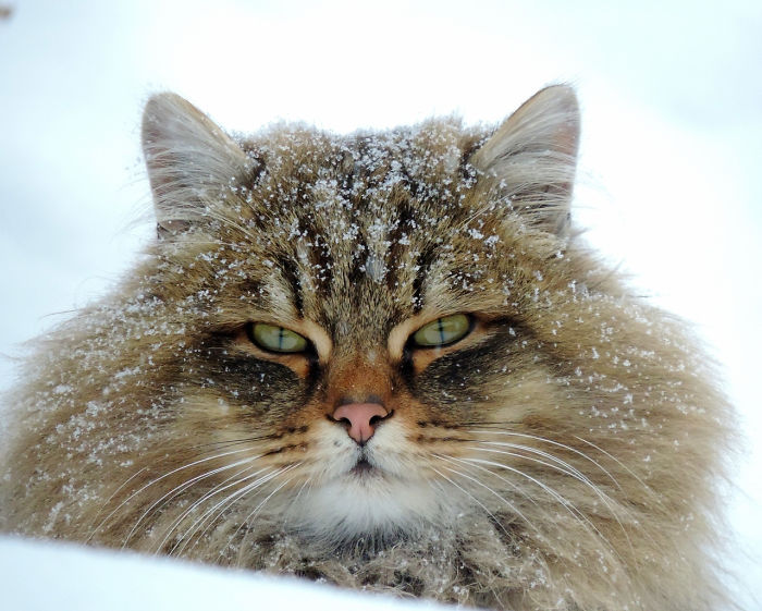 Granjera retrata a sus gatos siberianos