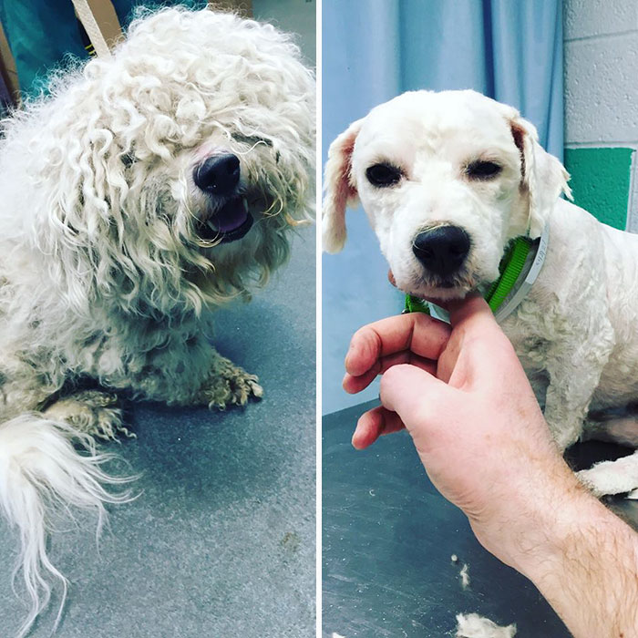 Hombre corta el pelo a perros ancianos
