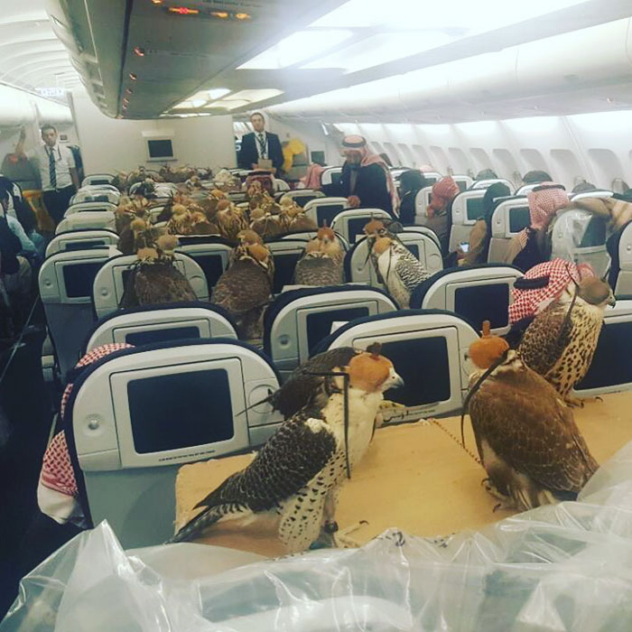 Halcones viajando en avión