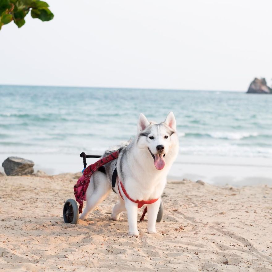 Husky en silla de ruedas