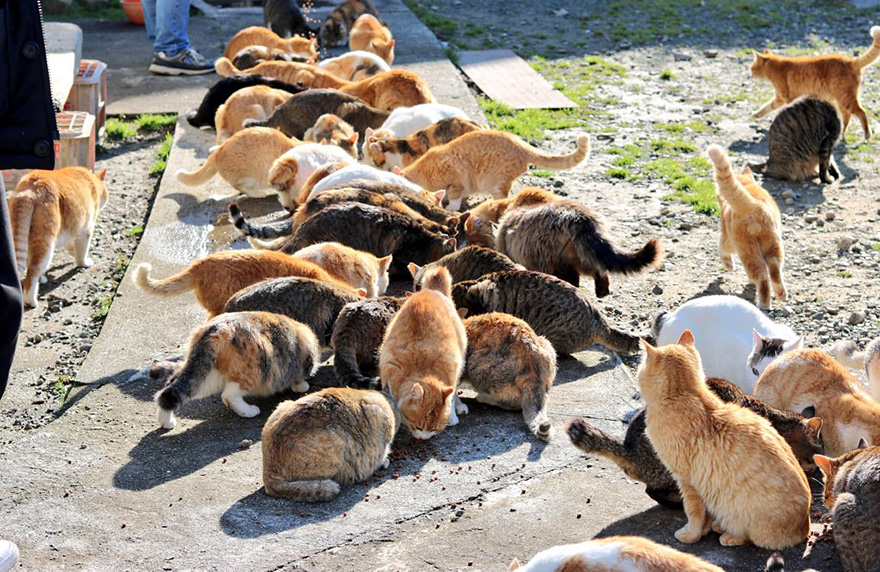 Internet dona comida a la Isla de los gatos