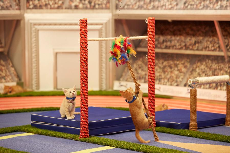 Juegos Olímpicos para Gatitos 2016