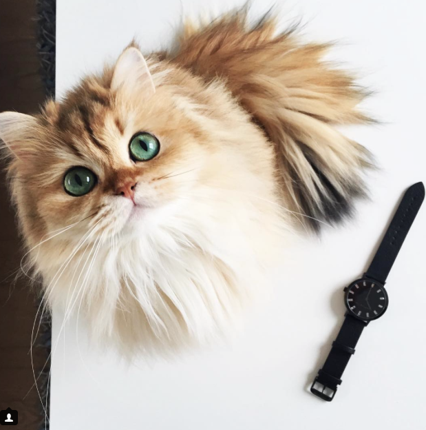Smoothie, la gata más fotogénica del mundo