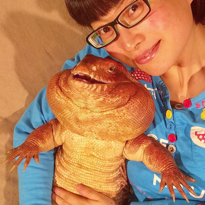 Lagarto mascota 
