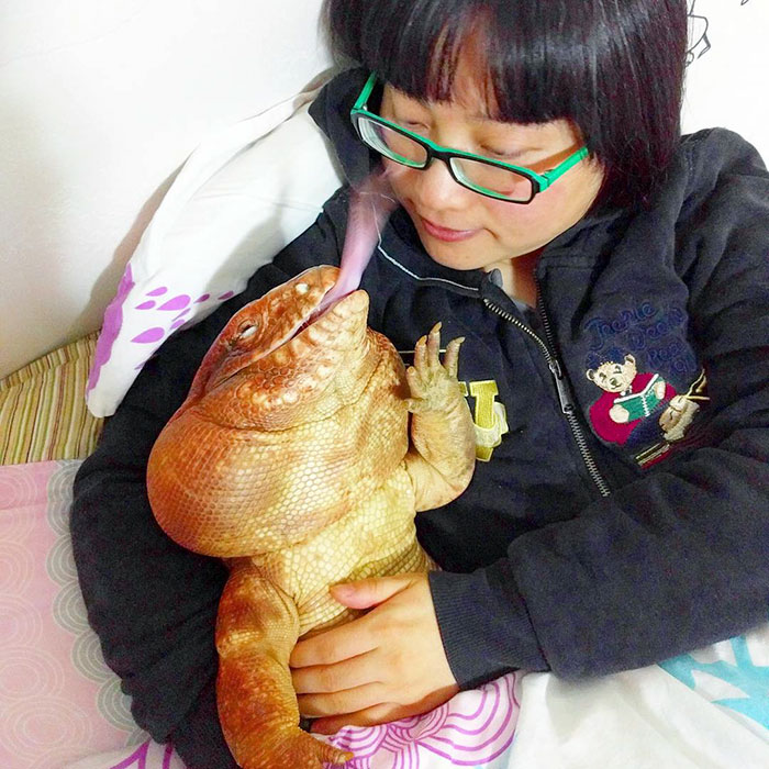 Lagarto mascota 
