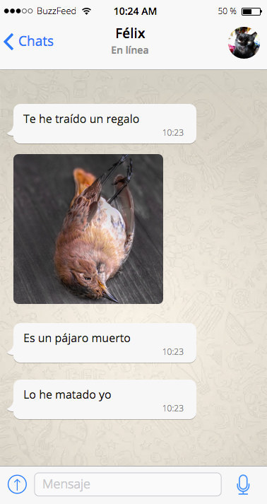 Whatsapp de gatos