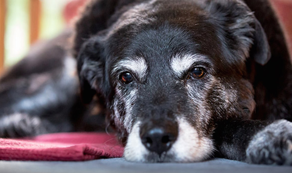 Maggie, el perro más viejo del mundo 