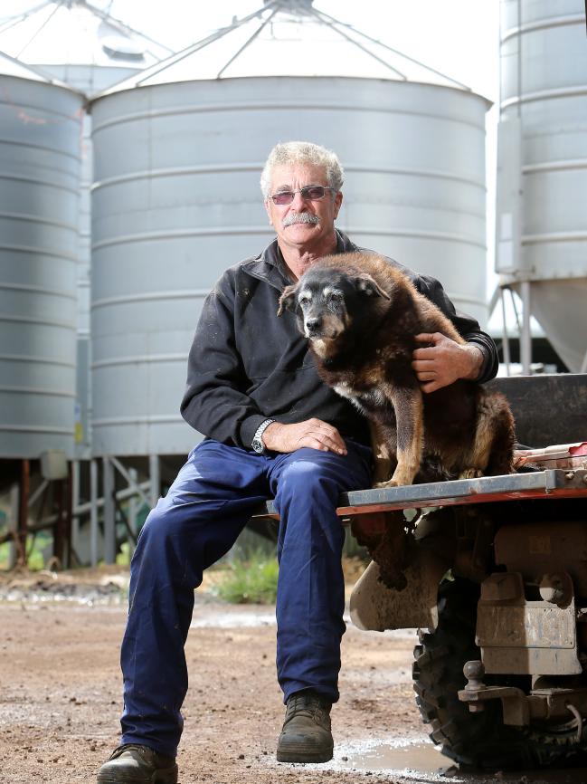 Maggie, el perro más viejo del mundo 