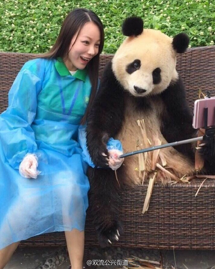 Panda posando para selfies