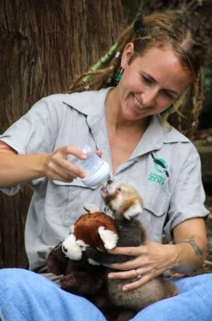 Panda rojo herido encuentra consuelo en un peluche