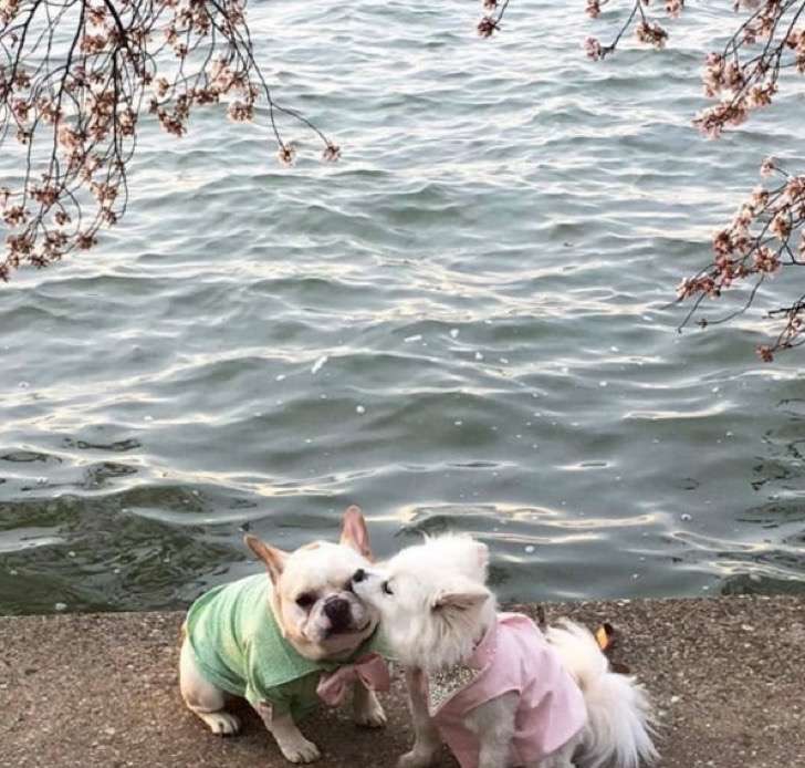 Fotos pre boda de una pareja de perritos 