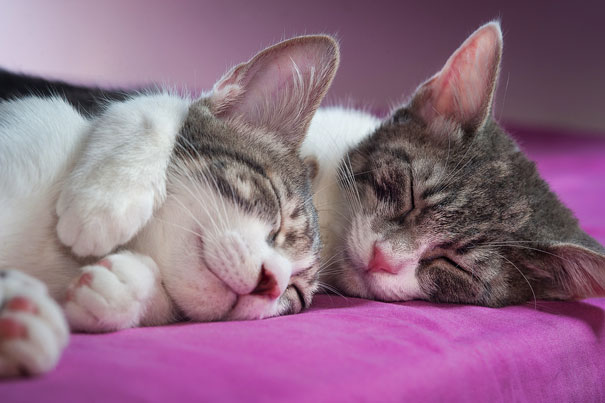 Parejas de gatos cariñosos