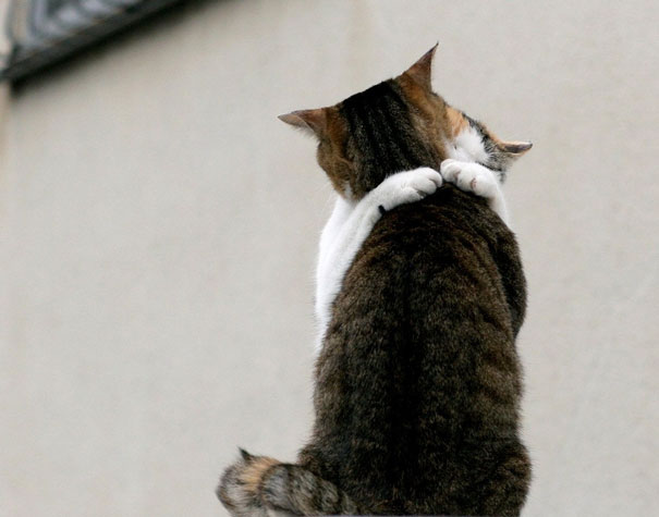 Parejas de gatos cariñosos