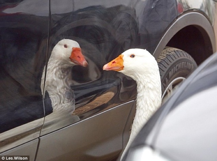 Pato mira su reflejo porque se siente solo