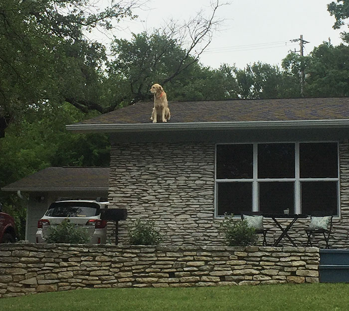 Perro que le gusta estar en el tejado 