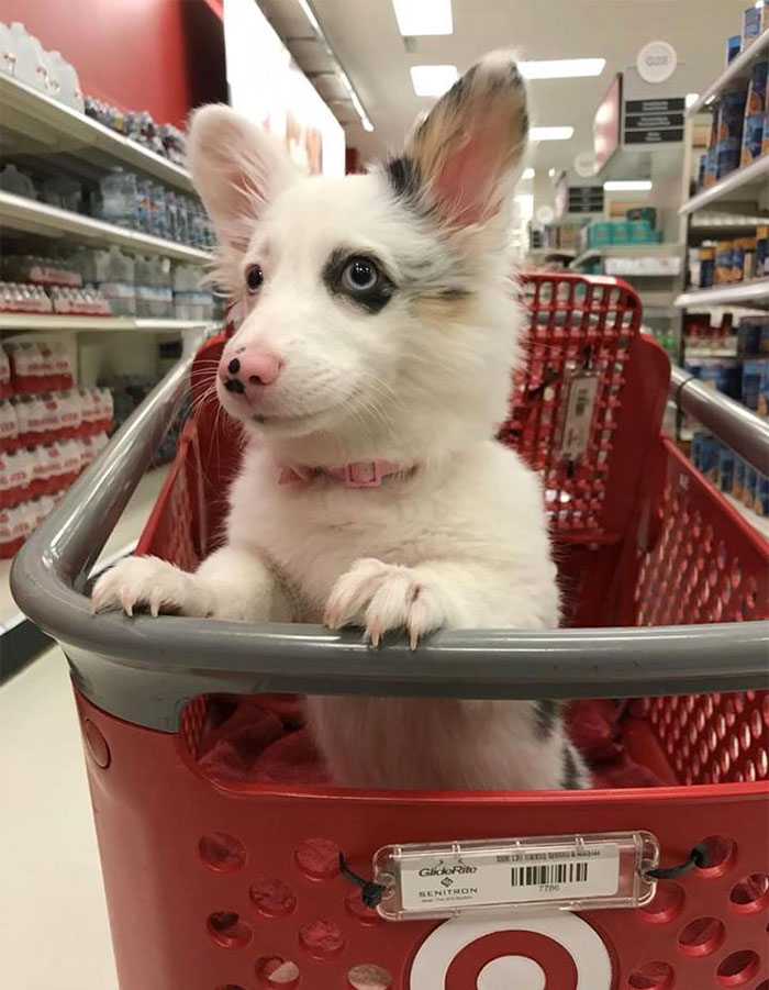 Perro feliz en el supermercado