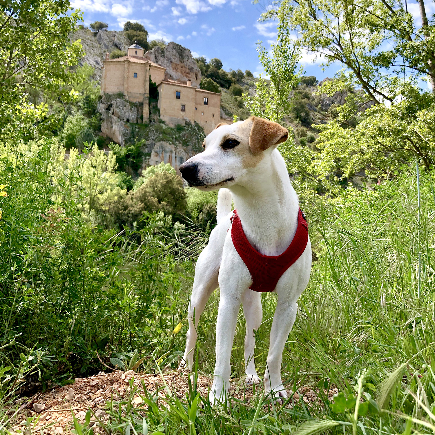 Pipper, el perro viajero