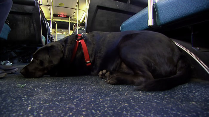 Perro viaja solo en autobús