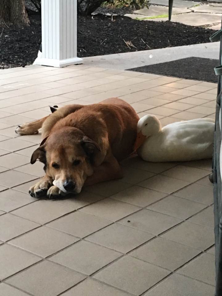 Pato anima a un perro deprimido 