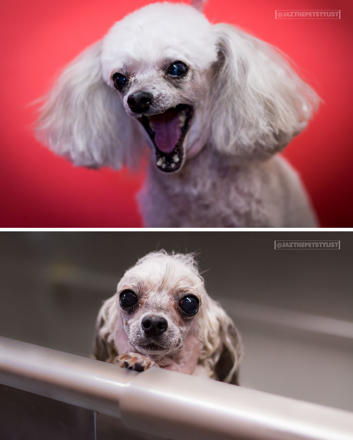 Perros antes y después de un baño