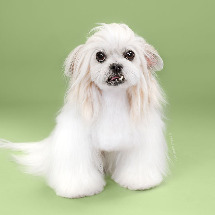 Perros antes y despues de cortarse el pelo