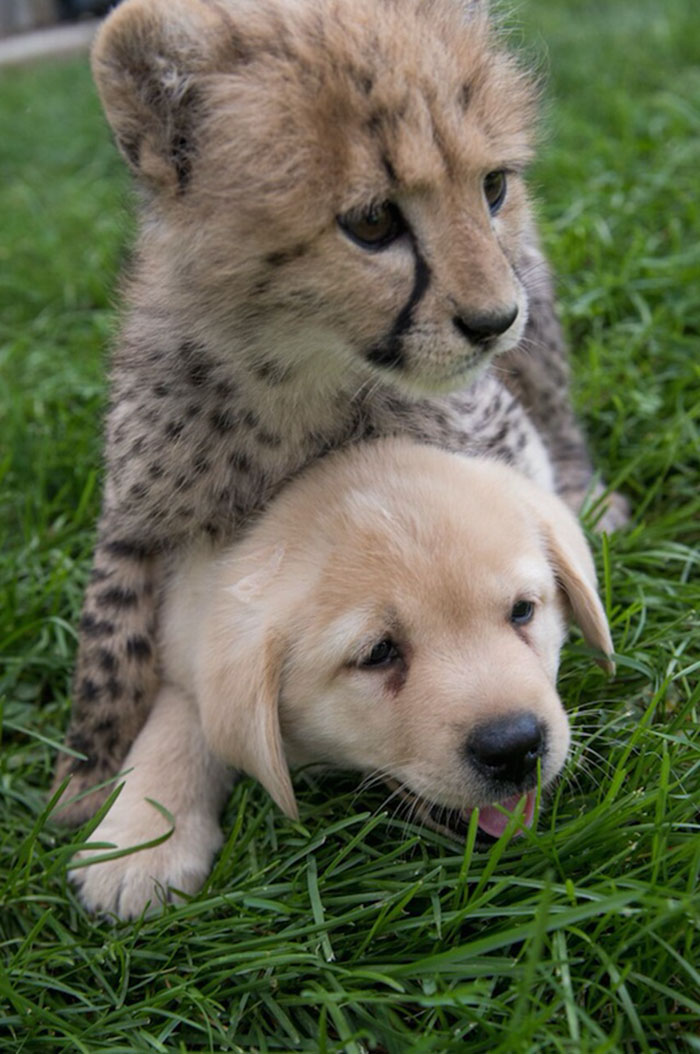 Perros de apoyo emocional para guepardos