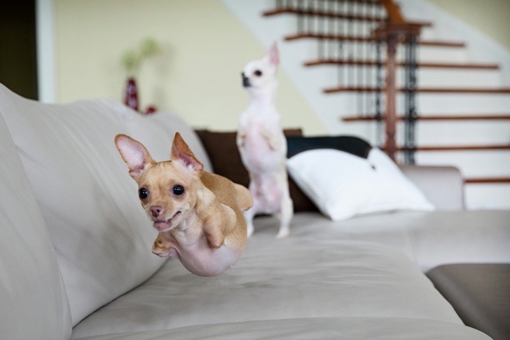Chihuahuas que nacieron sin dos patas