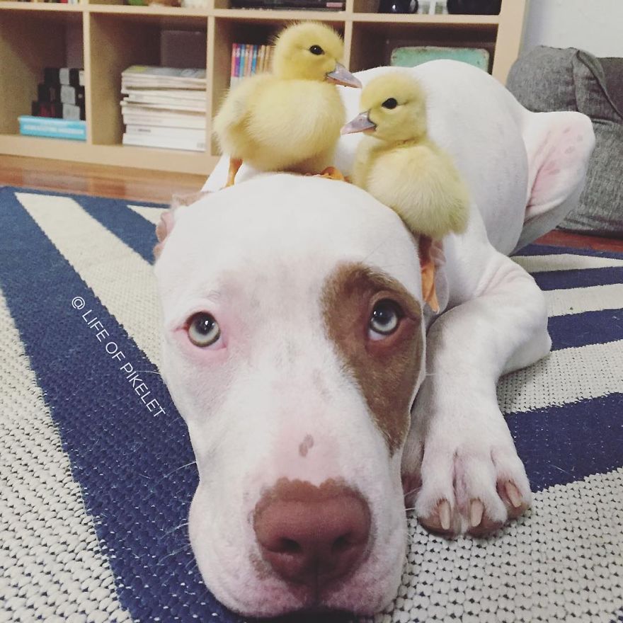 Dos patos y dos perros mejores amigos