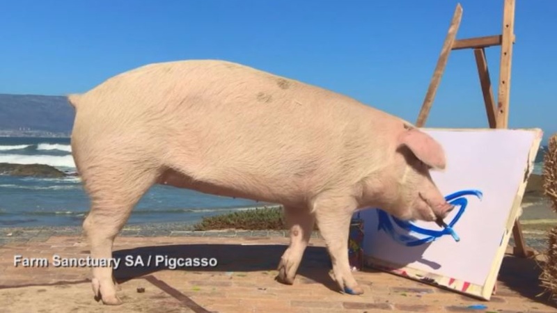 Pigcasso, la cerda pintora