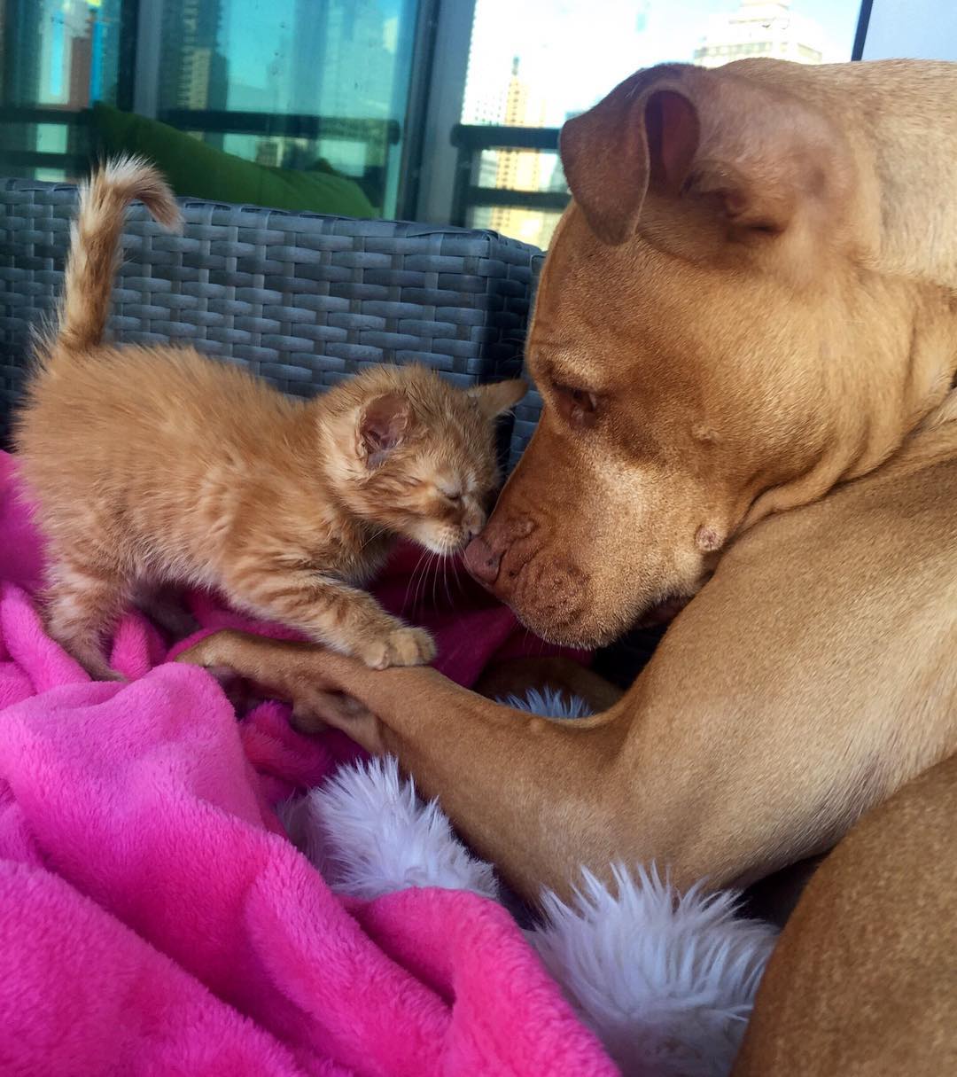 Pitbull cuida de su gatita