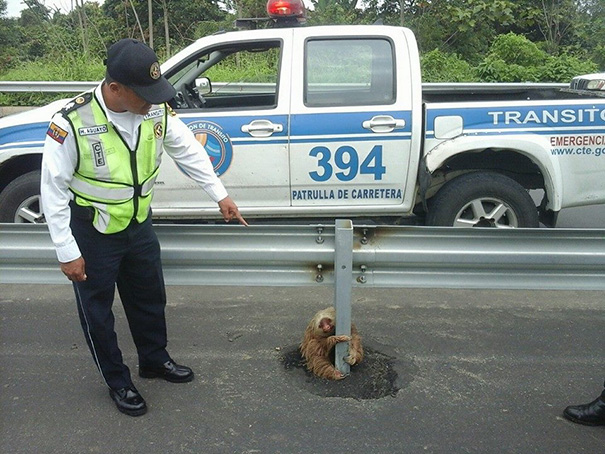 Policía rescata a un perezoso 