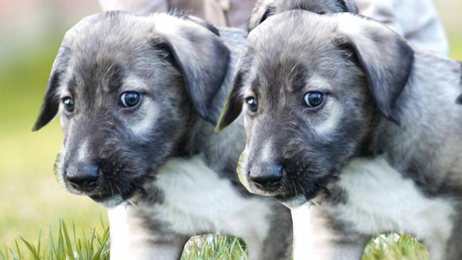 Primeros perros gemelos idénticos