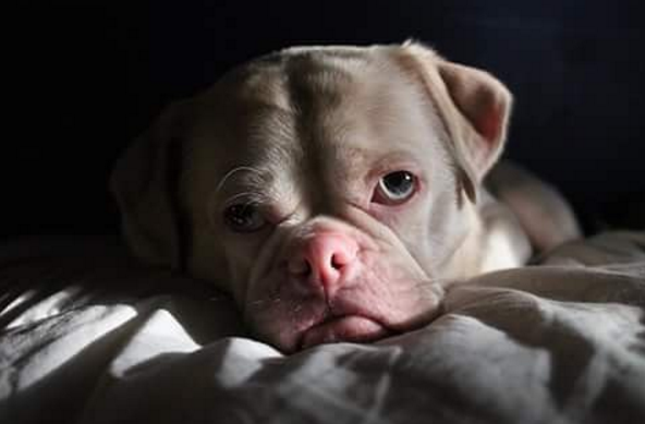 Cornelius, pug albino gruñón 